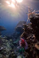 Lion Fish Sunstar print