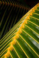 Palm Abstract print