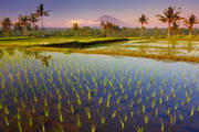 Highland Rice Fields