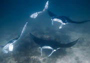 Dance of the Mantas