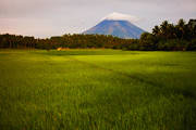 Mt. Mayon and the Rice Fields.