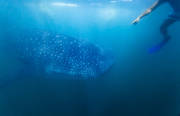 Whale Shark!