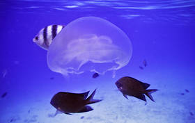 Jellyfish!  Shimizu Island, El Nido.