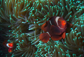 Clown Fish and Green Anemone 