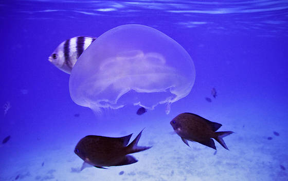 Jellyfish! Shimizu Island, El Nido. print