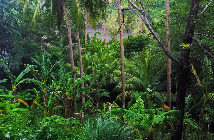 Apo Island Rainforest The interior island rainforest of Apo Island.