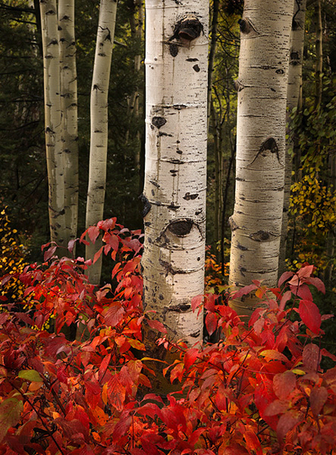 White Aspen boles in the rain among red foliage in the San Juan mountains of Colorado.