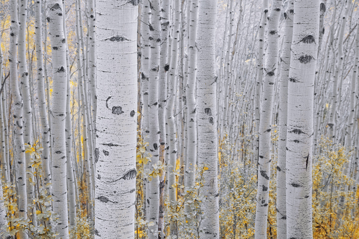 Fade to White The last vestiges of autumn gold falls into the wind and the silent wilderness of white will begin it's reign again.