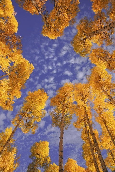 &nbsp;Looking up into the glowing aspens lit up by the late afternoon sun.