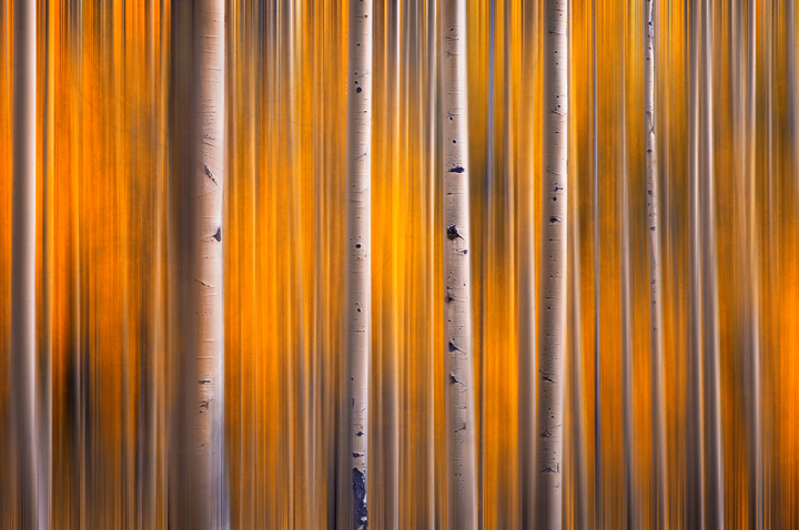 The Parallel Forest An abstract view of the beautiful fall colors near Kenosha Pass, Colorado.