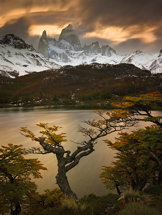 Autumn in Patagonia Fitzroy towers over Laguna Capri and the golden Lenga forest. It's autumn in Patagonia!