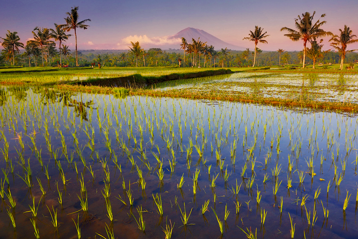 Highland Rice Fields The sun sets over fresh rice shoots and the beginning of a new season in the Bali highlands.