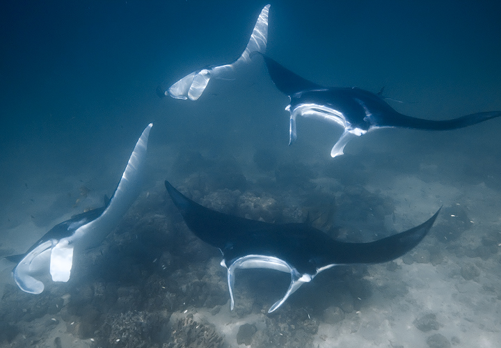 A family of Manta Rays dance gracefully around us in the shallow waters off of Uepi island in The Solomons.