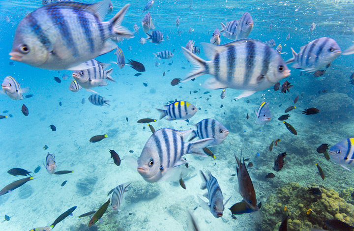 Chaos under the Waves Zebra fish near the beach of Shimizu Island. El Nido.