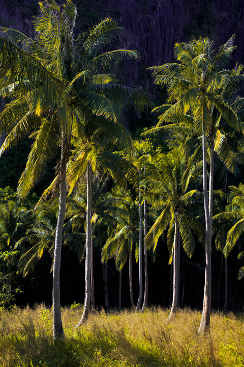 I love the way the late afternoon sun caught the highlights in the palm trees&nbsp;against the dramatic backdrop&nbsp;of the...