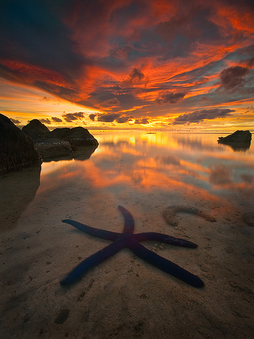 'Etu Moana' is the Maori word for blue starfish. I just returned from a fantastic trip to Aitutaki Atoll in The Cook Islands...