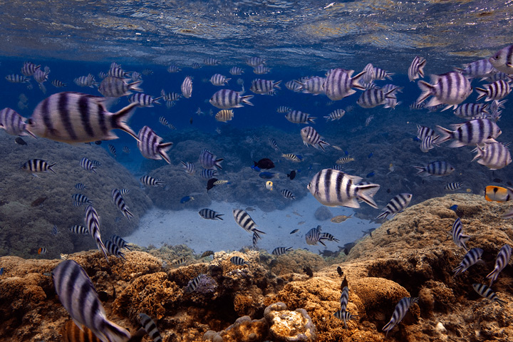 The underwater world of Bora Bora Lagoon in the islands of Tahiti.