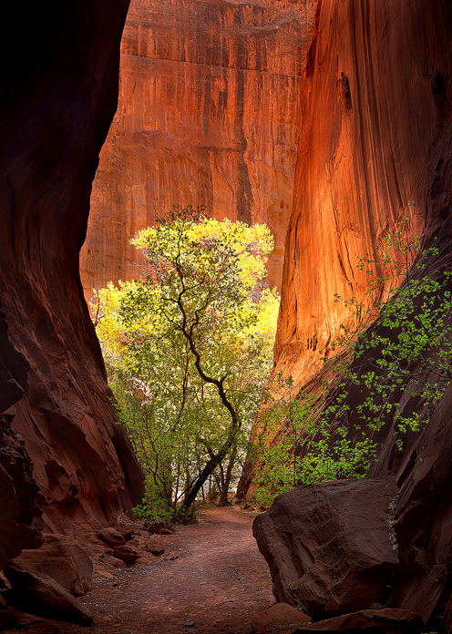 A spectacular slot canyon hidden in Grand Staircase Escalante National Monument, Utah.