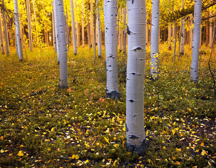 Sunset light filters through the brilliant autumn aspen forest near Kenosha Pass, Colorado.