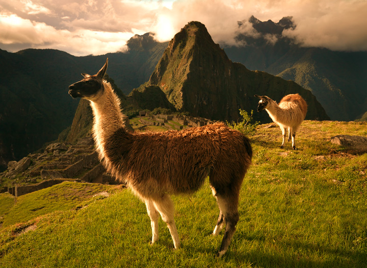 The Light of Ages Resident Llamas catch the golden light of a timeless sunset on the edge of the ancient ruins of Machu Picchu.