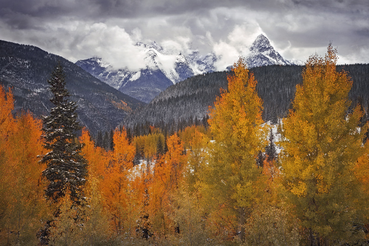 A defiant stand of aspens retain their color as winter takes over the autumn landscape.