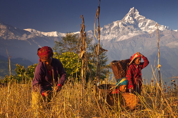 The&nbsp;spectacular harvest colors of November in the foothills of the Annapurna Range, Nepal.&nbsp; The high peak in the background...