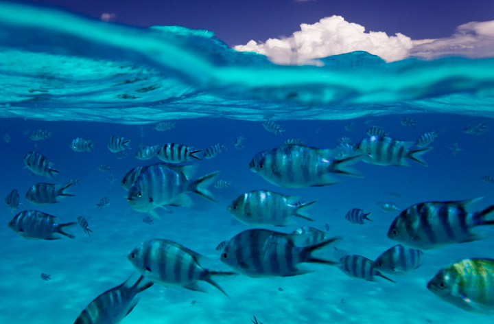 The view under the surface of spectacular Bora Bora Lagoon.