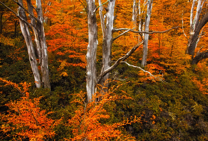 The autumn forest near Perito Moreno Glacier in Patagonia, Argentina.