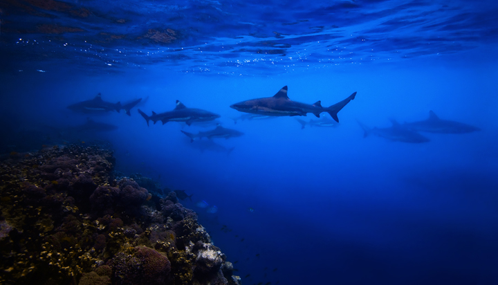 Shark Alley I knew The Solomon Islands were famous for shark diving, but nothing quite prepared me for this spectacle in the Marovo Lagoon...