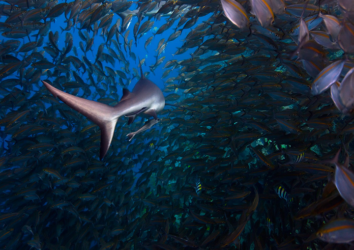 Stalking the Void A common scene along the pristine reefs of Marovo Lagoon in The Solomon Islands.