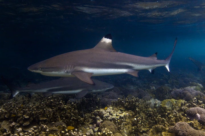 Predator in the Shallows A black tipped reef shark, only a few feet off the Uepi Island beach. Marovo Lagoon, Solomon Islands.