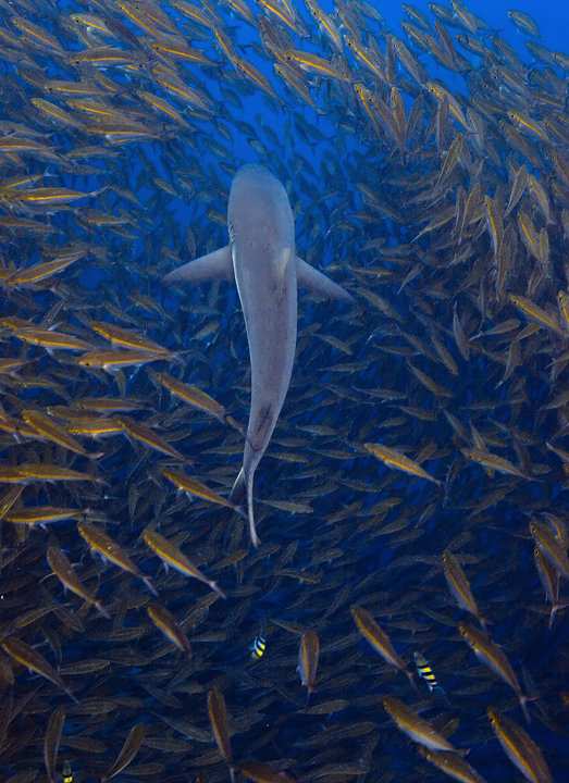 The Hunt A Reef Shark cruises along the Charapoana Passage, a deep water channel that separates Marovo Lagoon from the Solomon Sea.
