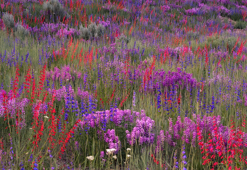 Candyland A very wet winter has transitioned into a spectacular profusion of spring wildflowers. This was one of the most spectacular...