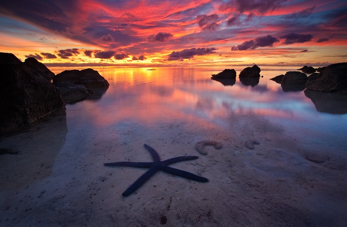 The Shallow Seas The tides recede and a starfish makes it's way out to the deeper waters of the lagoon.