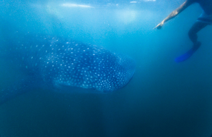 Donsol has the highest concentration of whalesharks in the world. Despite that fact, I spent multiple days going out with the...